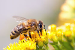 Save the Bees — Ban Neonicotinoid Pesticides Image